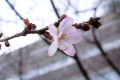 十月桜 十月桜