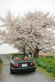今年の桜・・・曇り空だなぁ 今年の桜・・・曇り空だなぁ