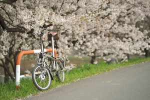 BROMPTONと桜 BROMPTONと桜