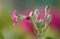 myhome_flower01.jpg myhome_flower01.jpg
