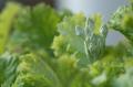 myhome_flower02.jpg myhome_flower02.jpg