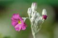 myhome_flower03.jpg myhome_flower03.jpg