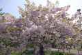 八重桜が奇麗♪ 八重桜が奇麗♪