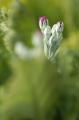 myhome_flower04.jpg myhome_flower04.jpg