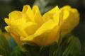 myhome_flower05.jpg myhome_flower05.jpg