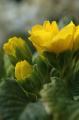 myhome_flower06.jpg myhome_flower06.jpg