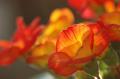 myhome_flower07.jpg myhome_flower07.jpg