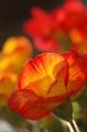 myhome_flower08.jpg myhome_flower08.jpg