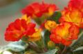 myhome_flower09.jpg myhome_flower09.jpg