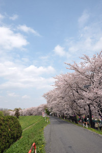 桜 2011 桜 2011