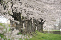桜並木が綺麗 桜並木が綺麗