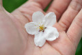 花のまま落ちてます 花のまま落ちてます