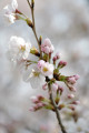 まだまだ蕾も まだまだ蕾も