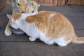 おら腹減っただ〜byにゃんこ おら腹減っただ〜byにゃんこ