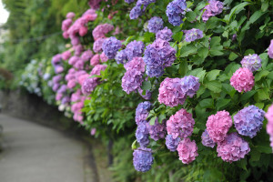 2011 飛鳥山公園 紫陽花 2011 飛鳥山公園 紫陽花