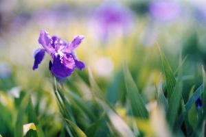菖蒲 菖蒲