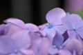 ここに蕊が有るんだ〜 ここに蕊が有るんだ〜