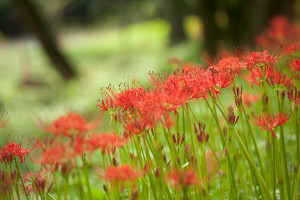 巾着田の曼珠沙華2011 巾着田の曼珠沙華2011