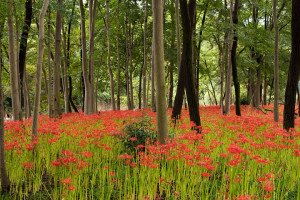 巾着田の曼珠沙華2011その2 巾着田の曼珠沙華2011その2