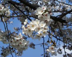 桜 by C-1400L 桜 by C-1400L