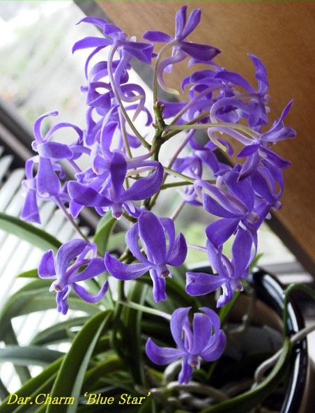 Орхидея summer rose blue star фото
