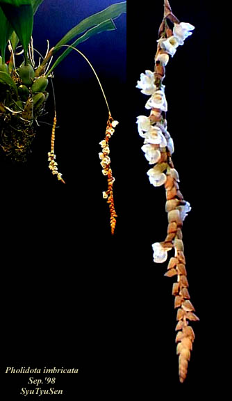 constantine maroulis angel reed. constantine maroulis