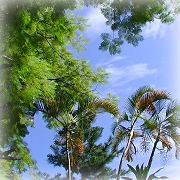 空を見上げれば 〜スマトラ島（2002夏）〜