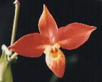 Phragmipedium besseae