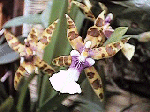 Miltonia clowesii