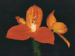 Disa.uniflora