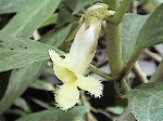 Drymonia stenophylla