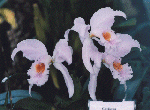 C.gaskelliana