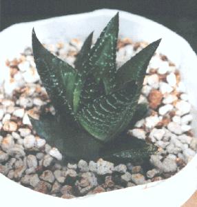 Haworthia browniana