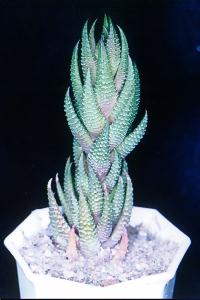 Haworthia coarctata var. greenii