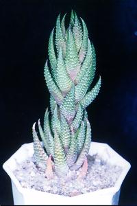 Haworthia No.10
