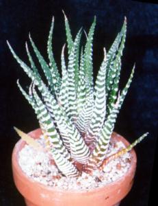 Haworthia No.6