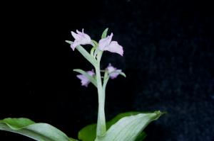 Aorchis cyclochila