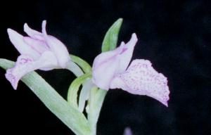 Aorchis cyclochila