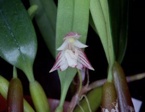 Bulbophyllum ambrosia