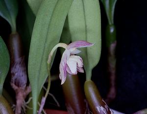 Bulbophyllum ambrosia