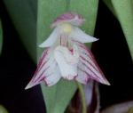 Bulbophyllum ambrosia