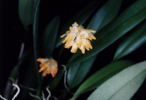 Bulbophyllum bitterrianum(invoice)