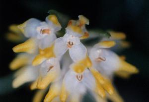 Bulbophyllum bitterrianum(invoice)