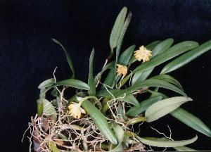 Bulbophyllum bitterrianum(invoice)