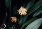Bulbophyllum bitterrianum(invoice)