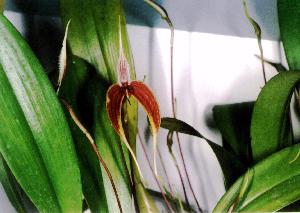 Bulbophyllum blumei