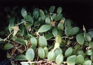Bulbophyllum drymoglossum