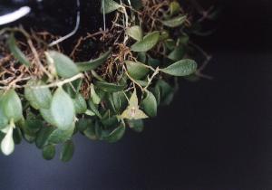Bulbophyllum drymoglossum