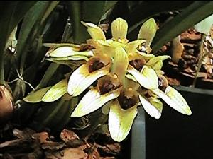 Bulbophyllum graveolens