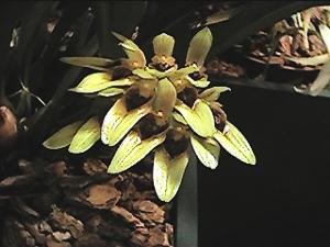 Bulbophyllum graveolens
